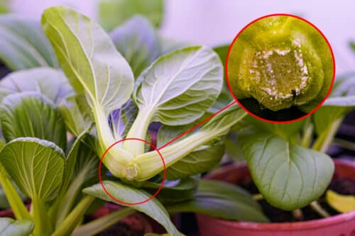 The researchers applied small patches of the melatonin-filled microneedles to the bottom of pak choy plants by hand. A patch is seen in the inset. Credits:Image: Dr. Yangyang Han; MIT News